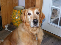 In Loving Memory Of Bailey