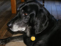 In Loving Memory Of Hudson
