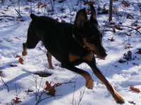 In Loving Memory Of Lucy