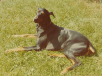 In Loving Memory Of Topaz